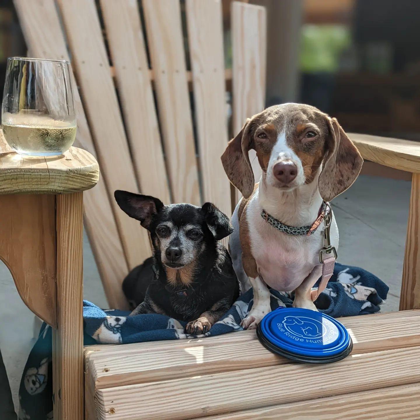 Pet Friendly Souther Williams Vineyard