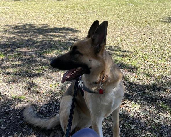 Pet Friendly Fort Frederica National Monument