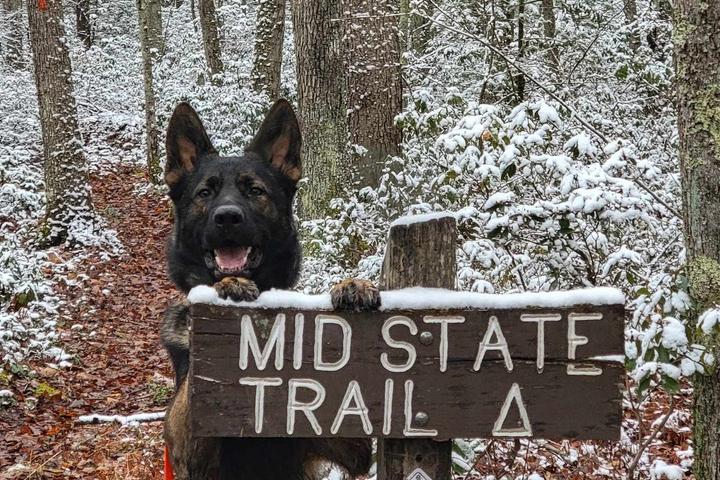 Pet Friendly Tioga State Forest