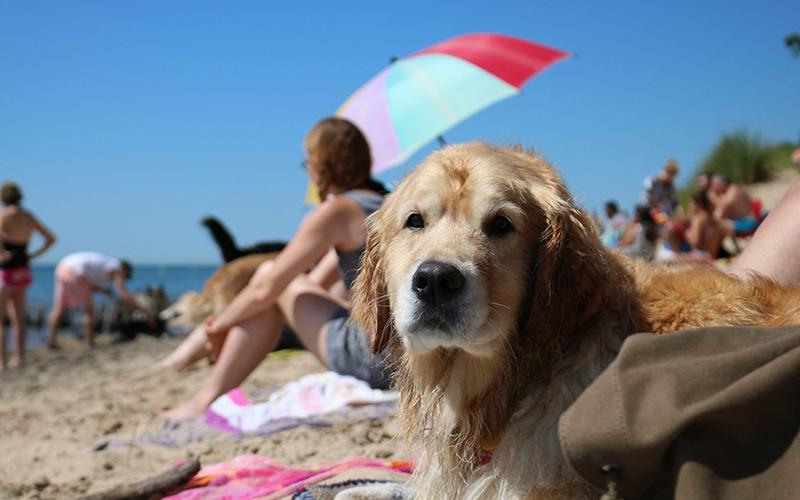 Pet Friendly Kirk Park Dog Beach