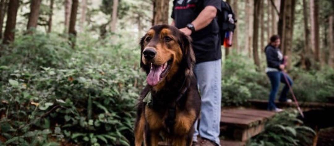 A photo of a dog exploring Olympic National Park in Port Angeles. Credit: @therayslovetoroam A photo of a dog exploring Olympic National Park in Port Angeles. Credit: @therayslovetoroam