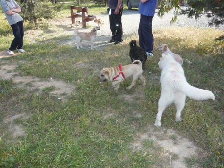 Pet Friendly Dog Park Nicosia