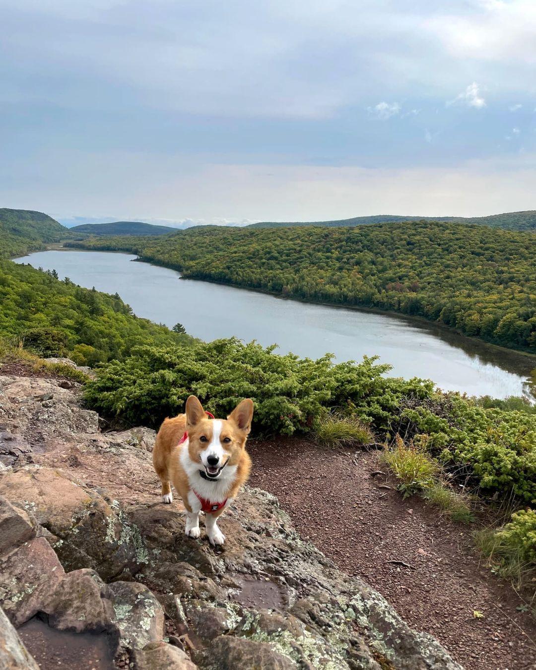 are dogs allowed in wilderness state park