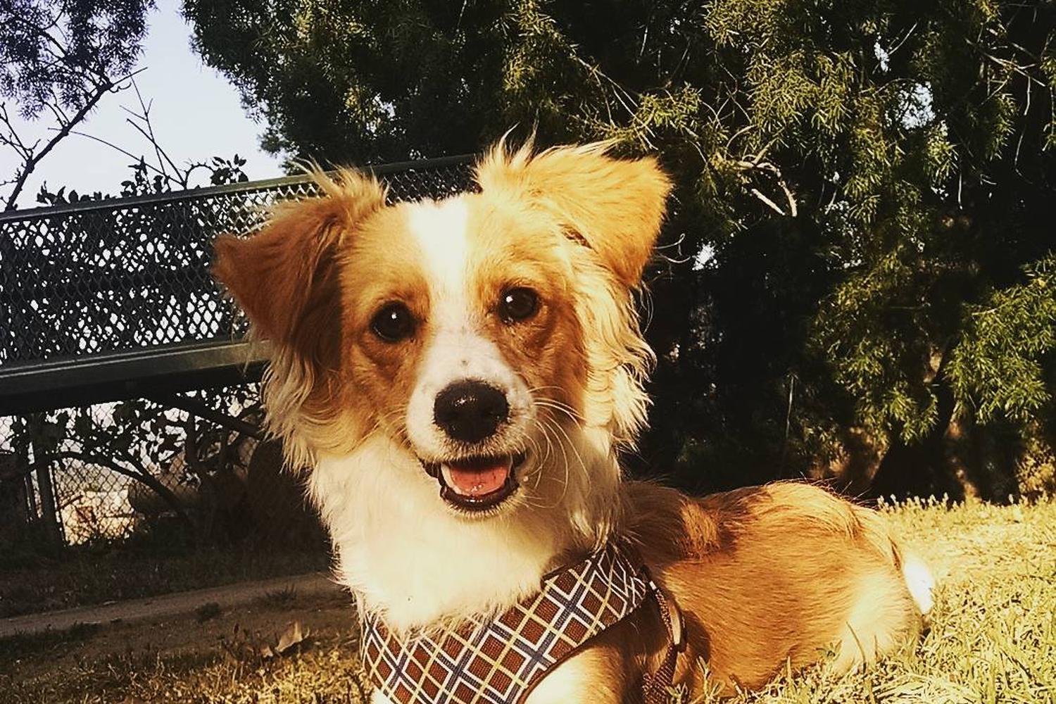 Dog Boarding Sierra Vista Dog Boarding Sierra Vista