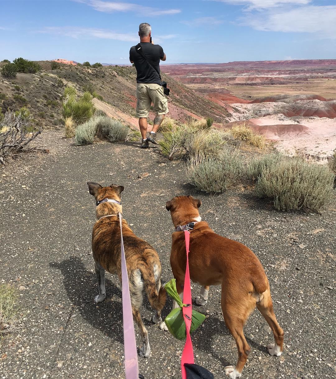 Petrified Forest Bark Ranger Dog Collar Tag | PFMA