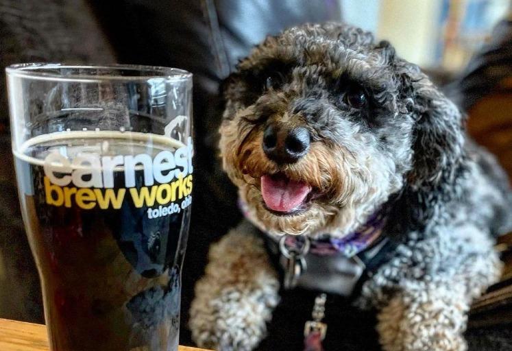 Dog Friendly Activities in Lambertville MI BringFido