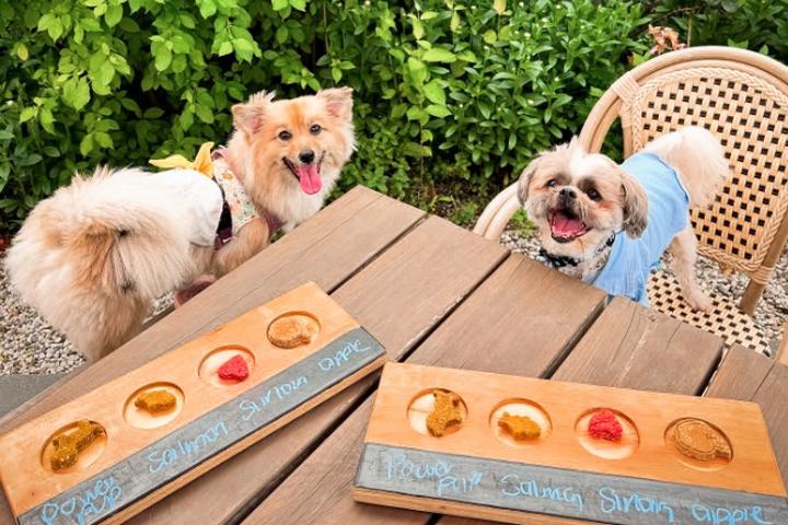 Dog Friendly Activities: Unleash Fun Adventures