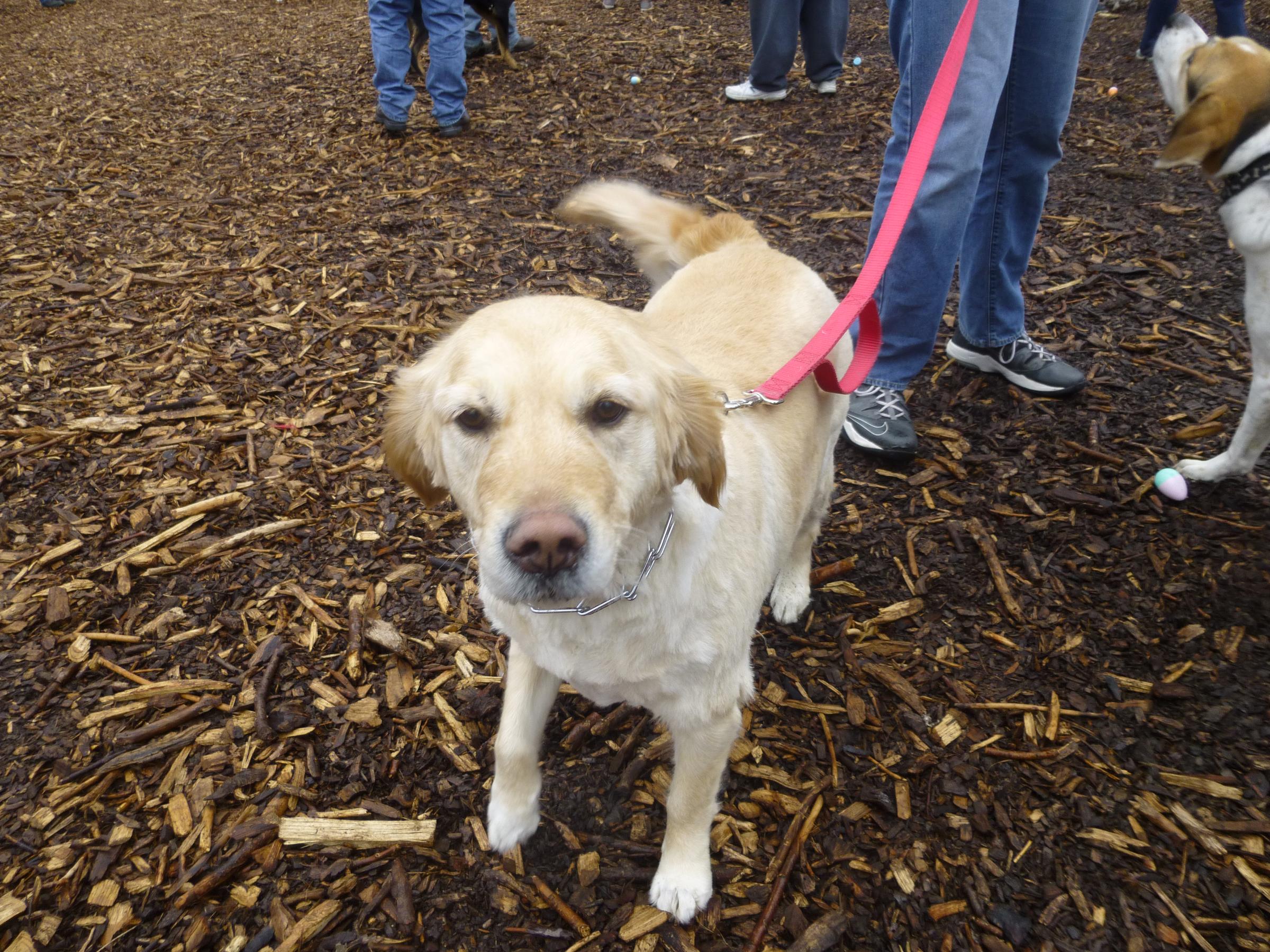 Pet Friendly Dog Park at White Oak Park