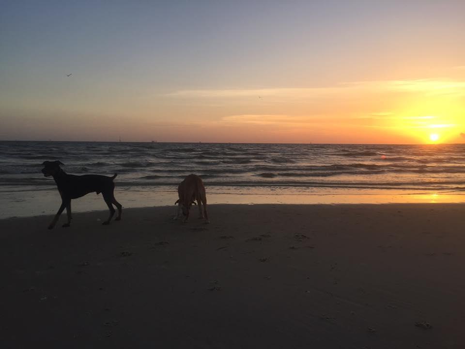 Discover the Best Dog-Friendly Beaches in Gulf Shores