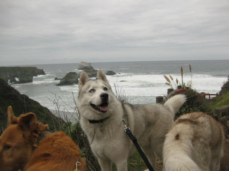 where can i hike with my dog in big sur