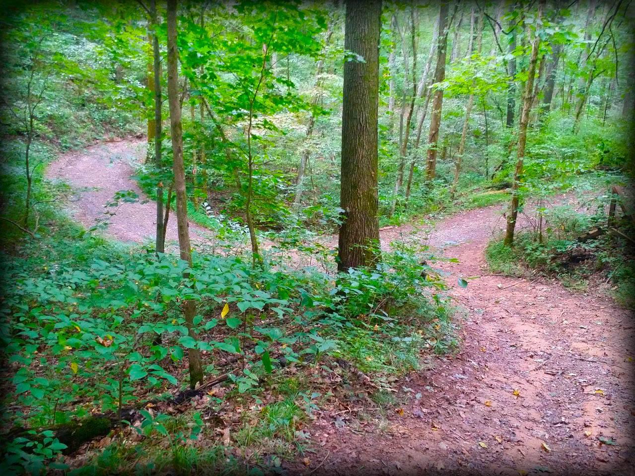 Dog Friendly Hiking Trails In Tennessee Bring Fido