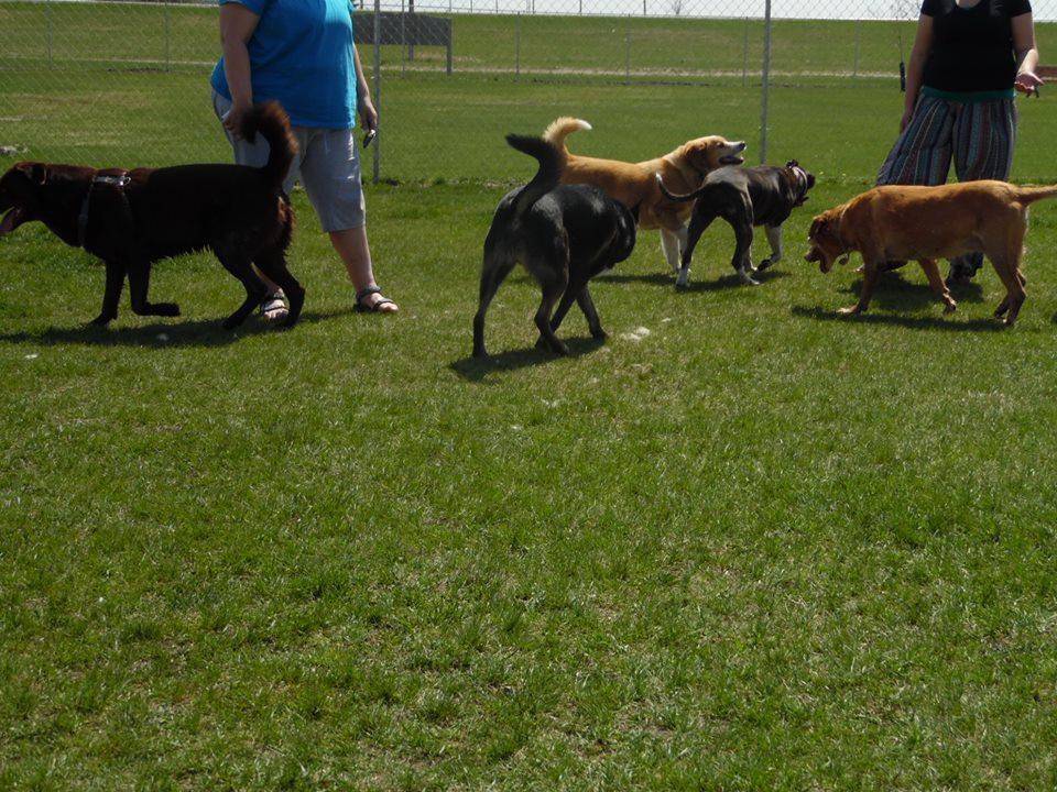 waggin tails bark park