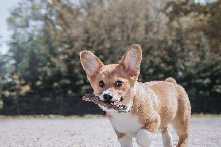 Pet Friendly Dyker Beach Park Dog Run