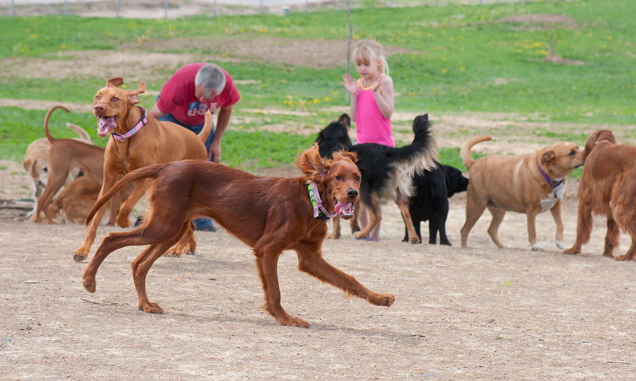 Pet Friendly Hanscom Dog Park