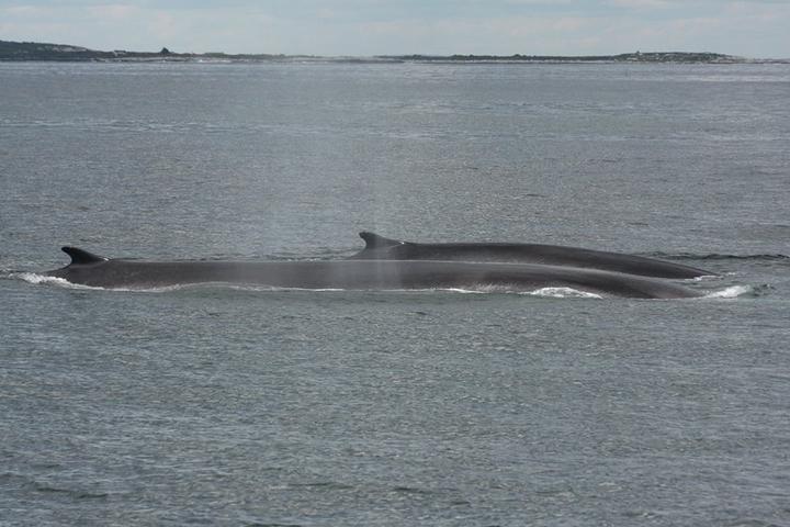 Pet Friendly Granite State Whale Watch