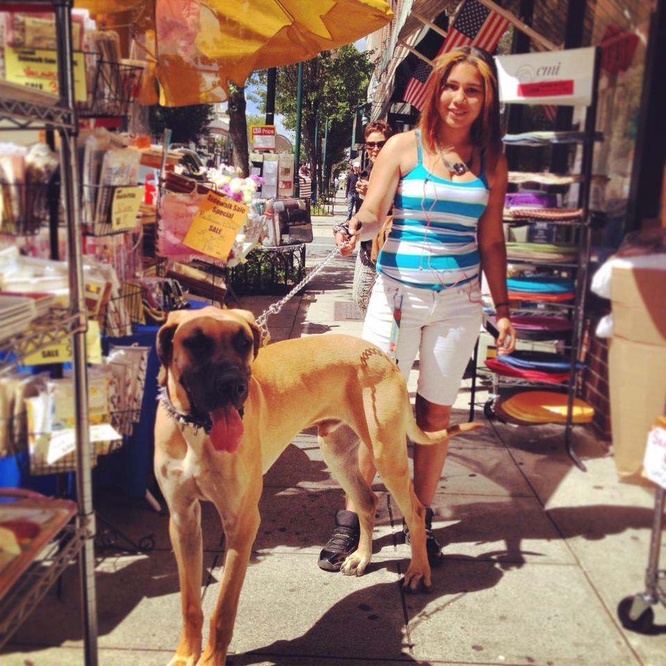 Dog Friendly Shopping in Long Island City NY BringFido