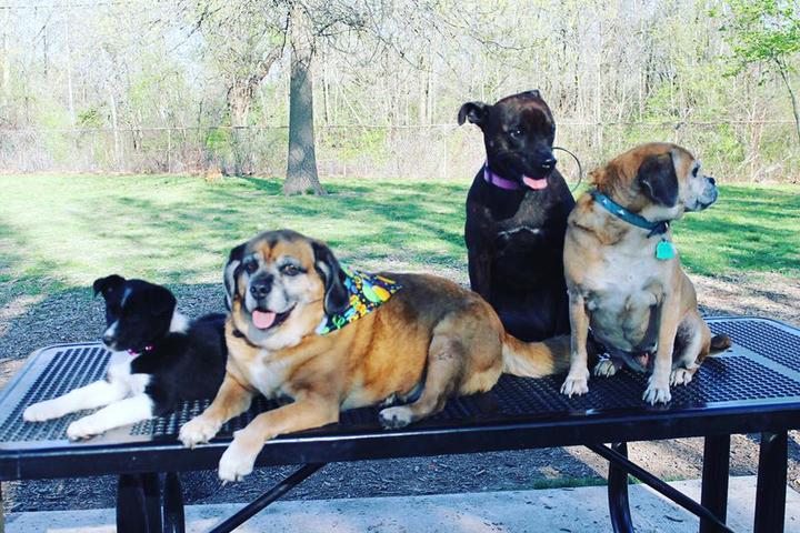 Pet Friendly Mohr Dog Park