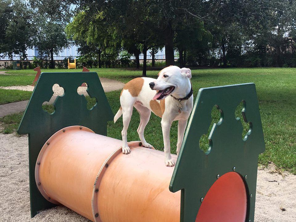 dog facilities near me