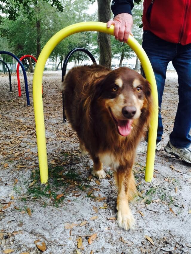 Unleashed in Orange Beach Dog Park