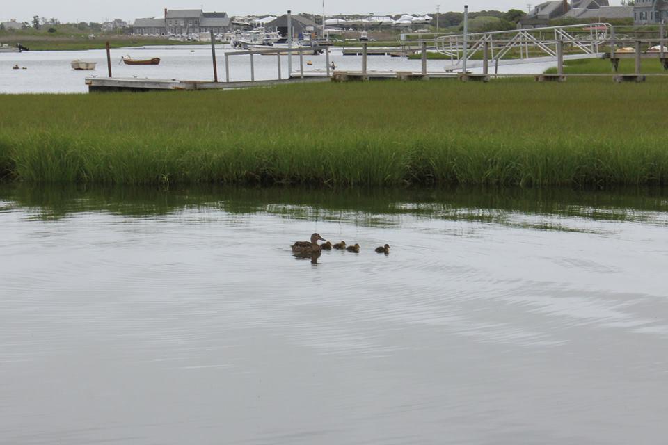 Pet Friendly Madaket Beach