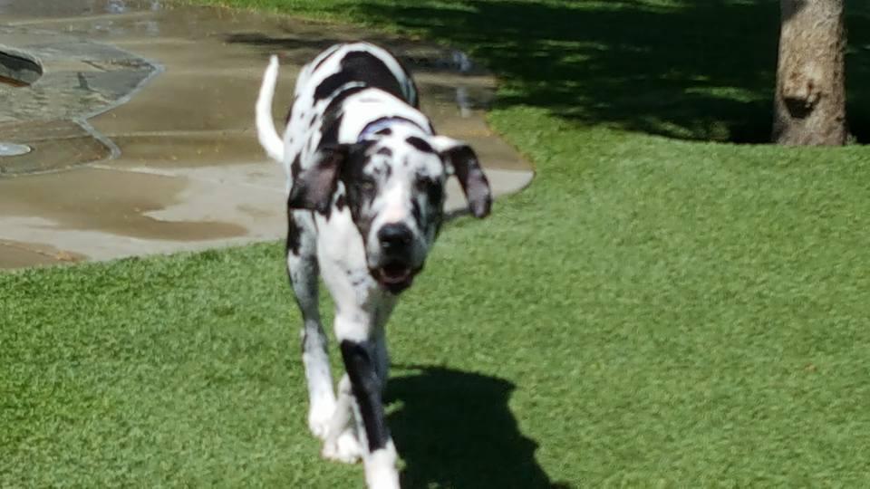 Off Leash Dog Parks In California Bringfido