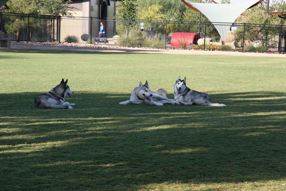 Bark Park