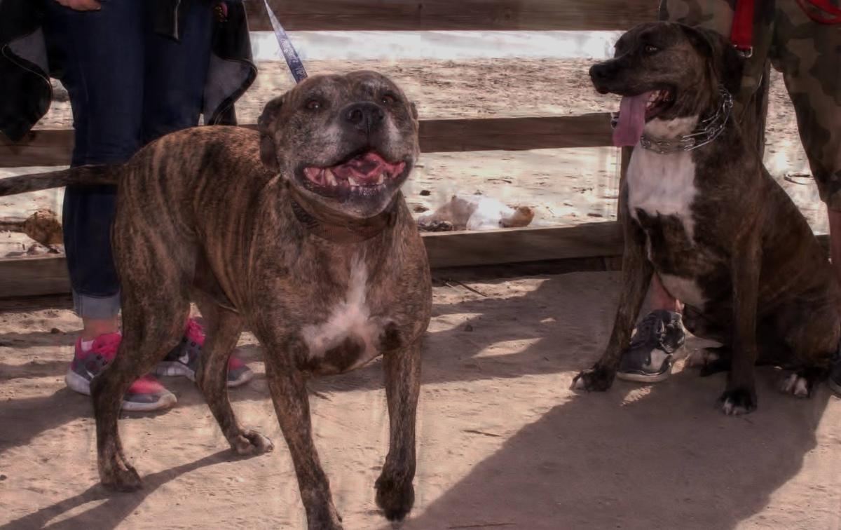 Dog Friendly Beaches in Santa Cruz CA BringFido