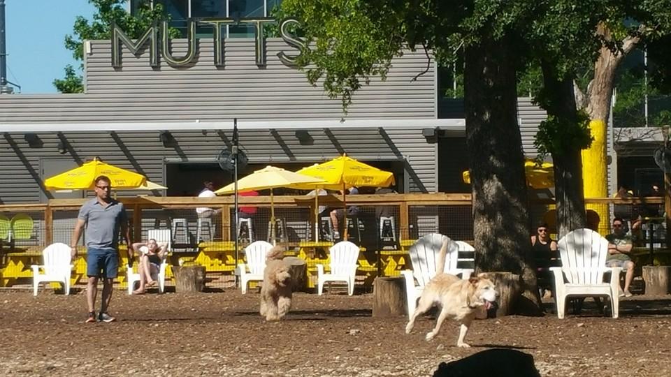 MUTTS Canine Cantina