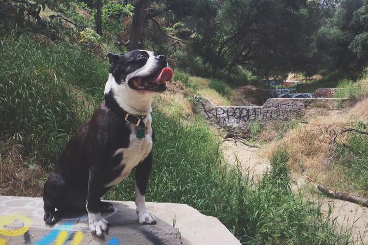 Pet Friendly Old Zoo Picnic Area at Griffith Park