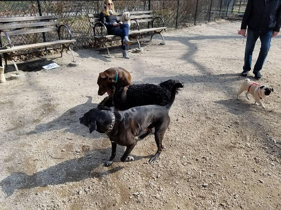 Pet Friendly Dog Run at Theodore Roosevelt Park