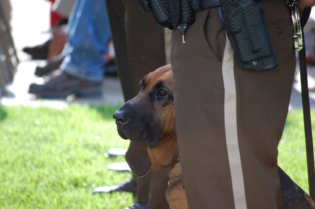 bass pro dog