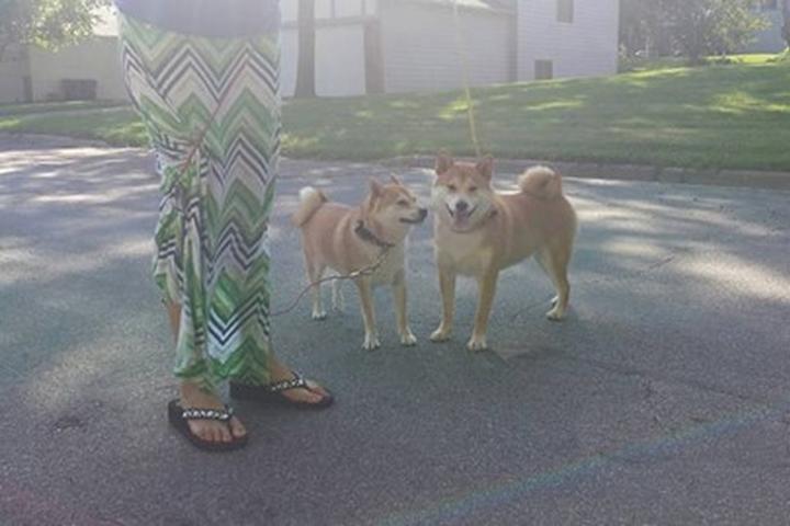 Download Off Leash Dog Parks In Savage Mn Bringfido