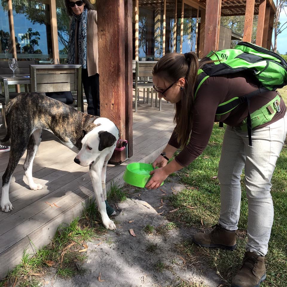 Dog Friendly Activities in Werribee AU BringFido