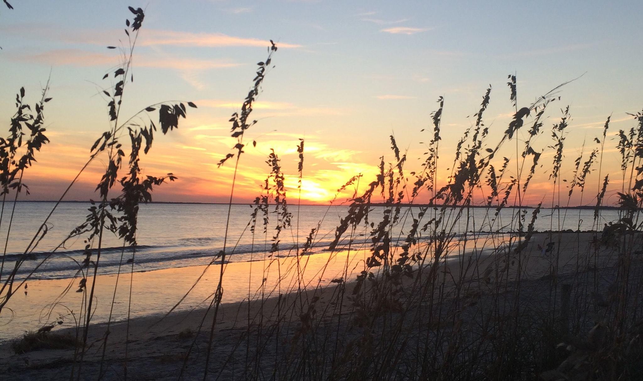 Dog Friendly Activities In Edisto Island Sc Bringfido