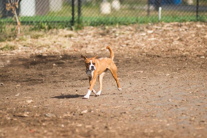 Pet Friendly Palmer Doggie Depot