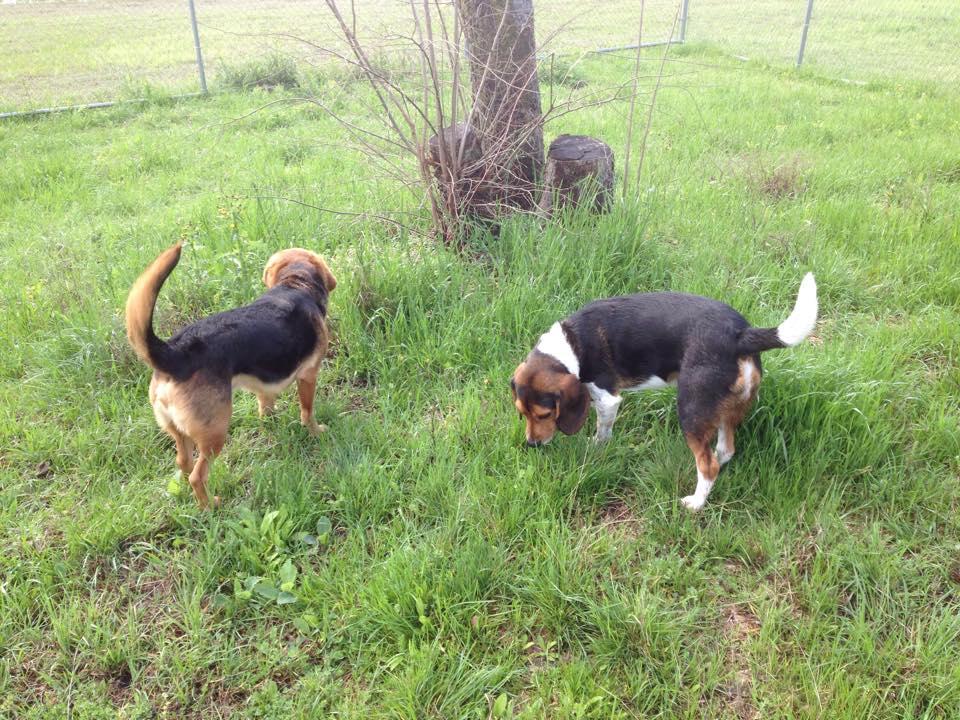 Dog Friendly Activities in Waco, TX BringFido