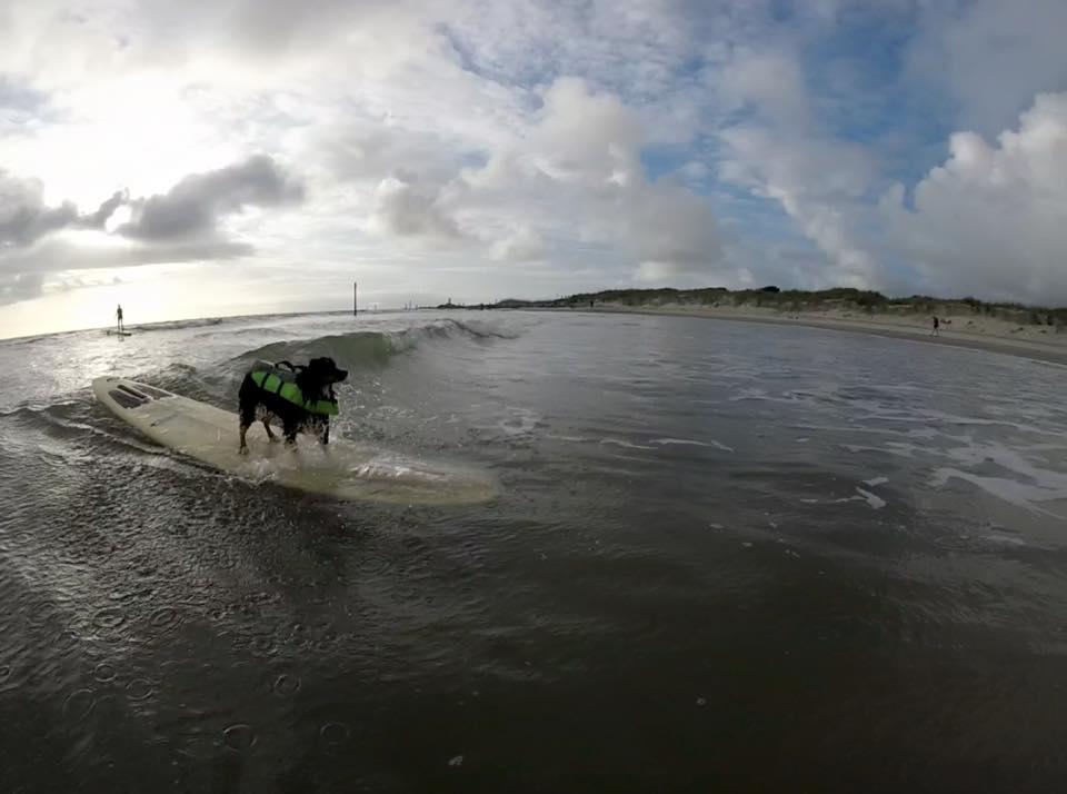 are dogs allowed on tybee beach