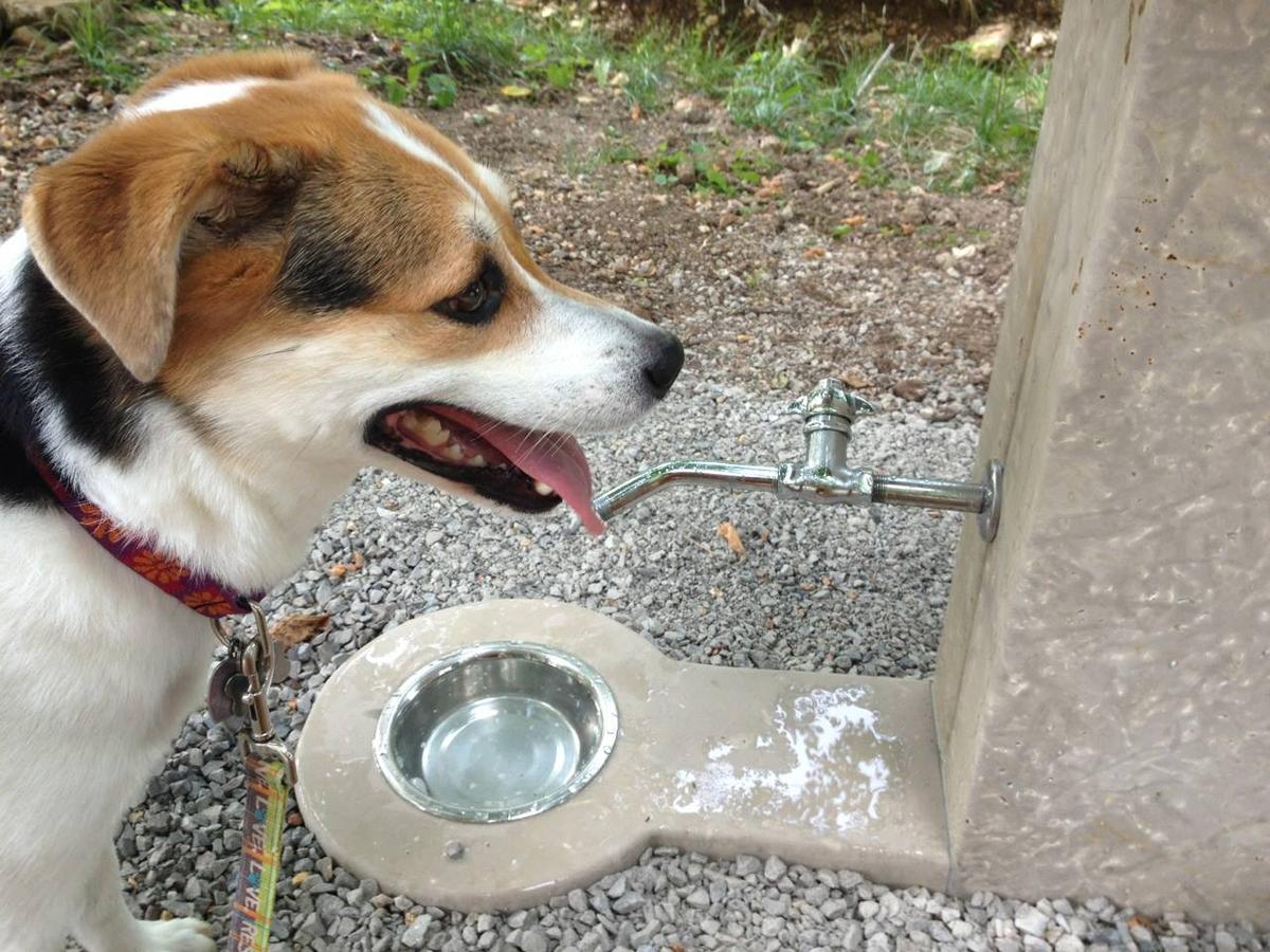 Eureka Springs Bark Park