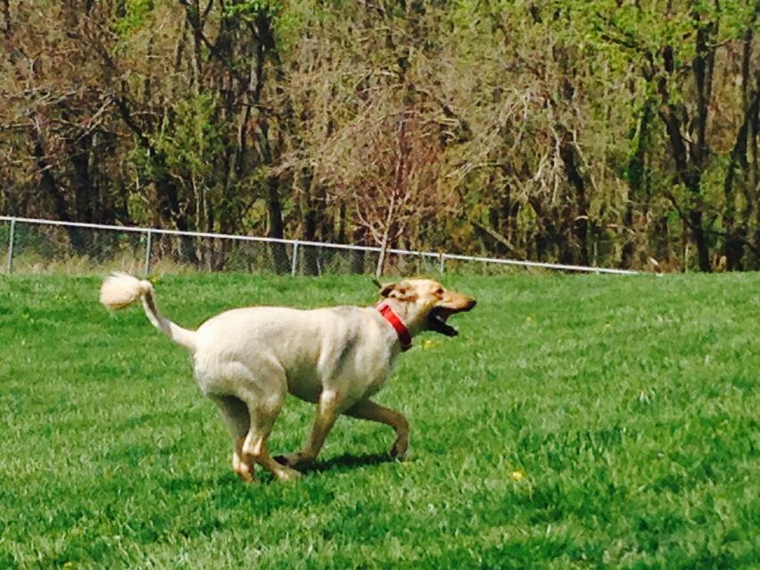 Quincy Dog Park