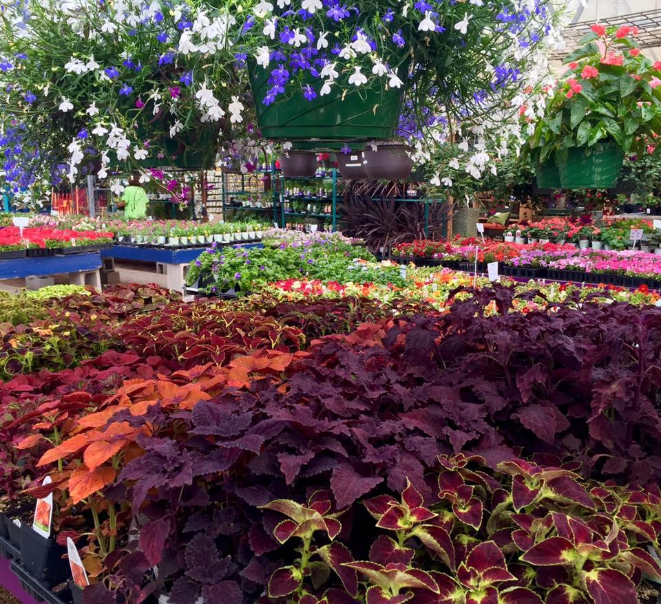 Dog Friendly Activities in Broomfield, CO BringFido