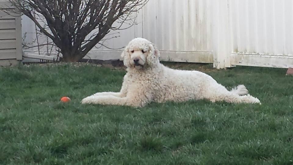 Carlisle Area Dog Park