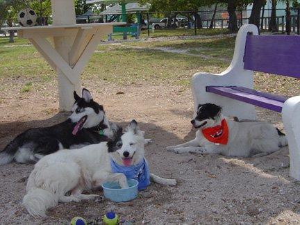 Bedford Bark Park