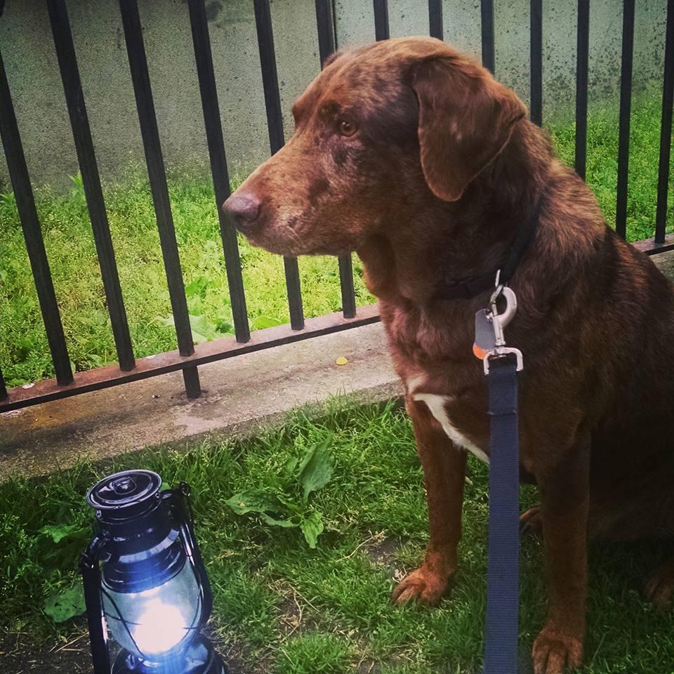 Pet Friendly Providence Ghost Tour