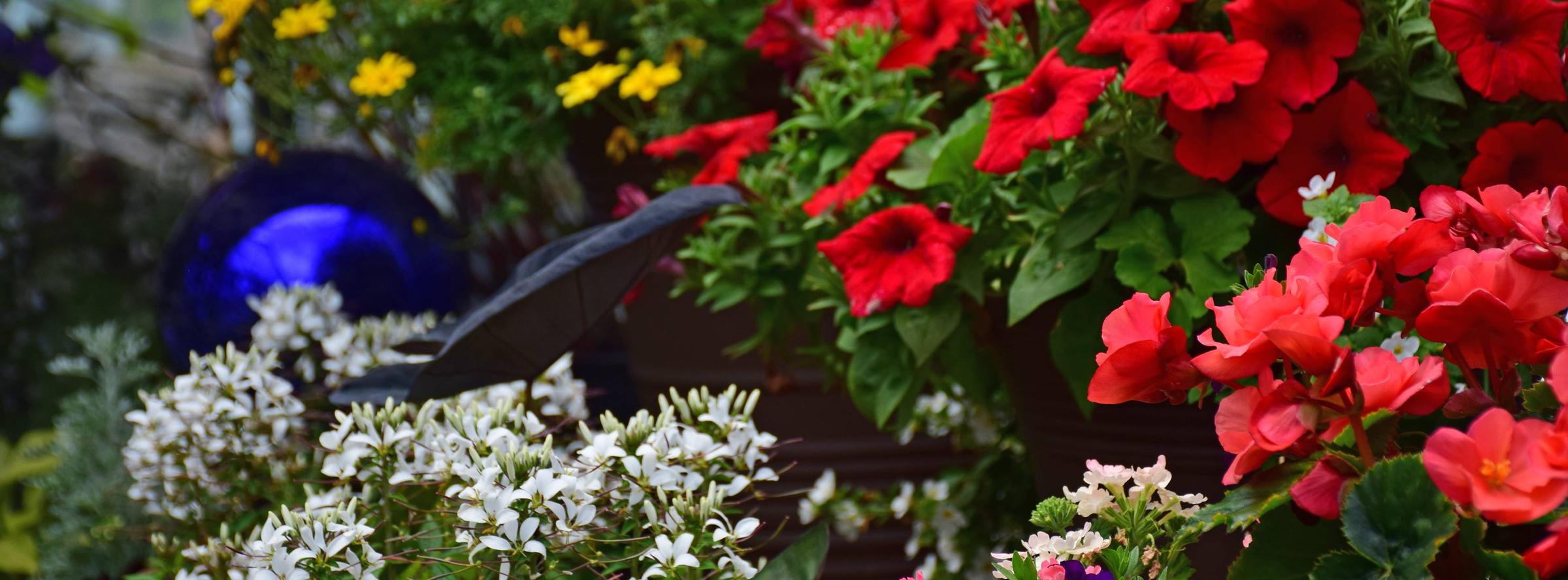 Off Leash Dog Parks In Gainesville Va Bringfido