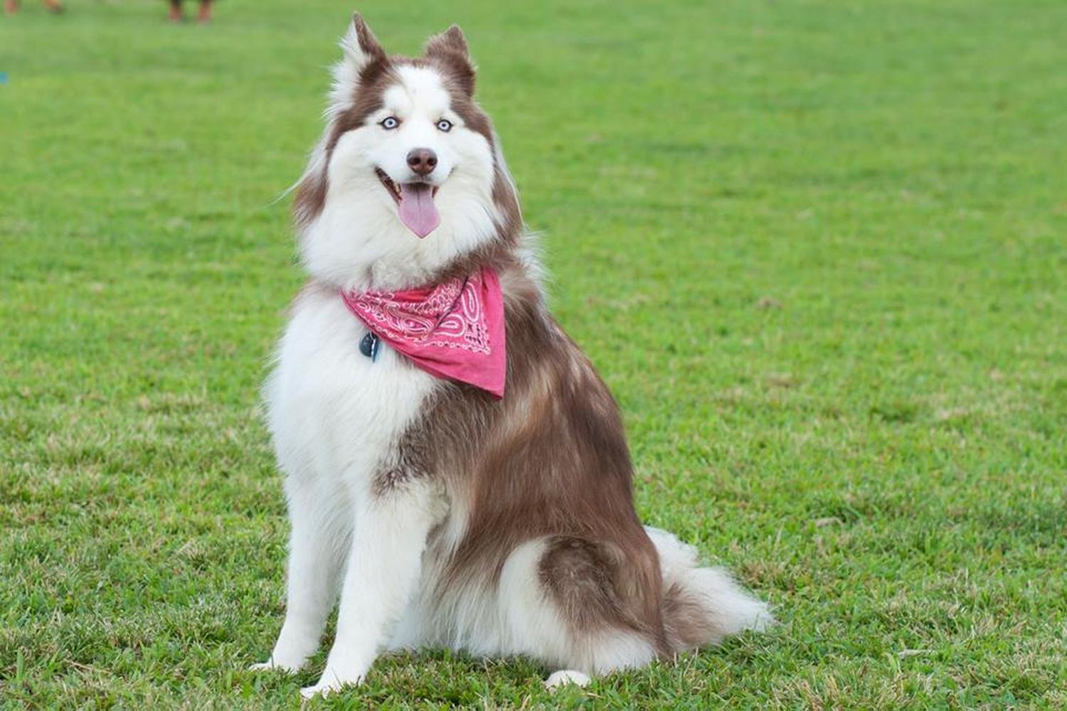 Ballenger Creek Dog Park