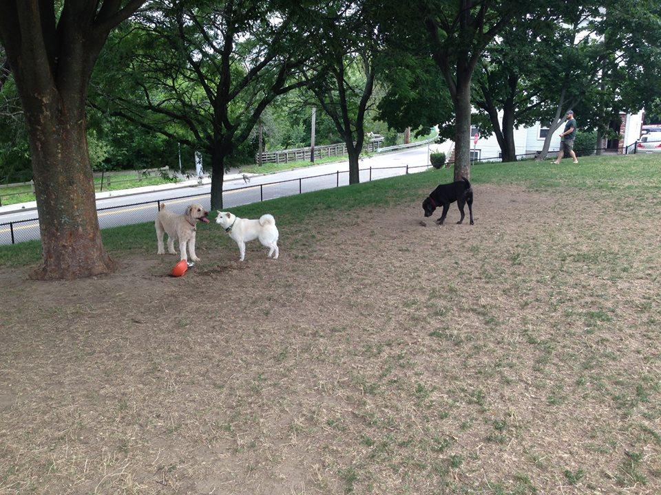 Watertown Dog Park