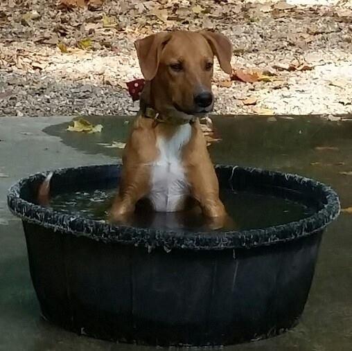 dog friendly indoor places near me