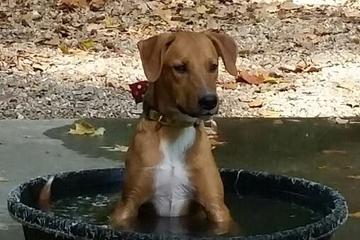 Off Leash Dog Parks In Arkansas Bringfido