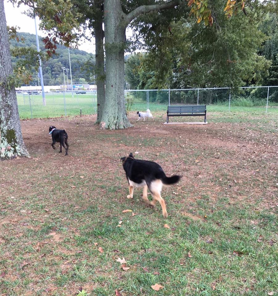 Pet Friendly Guntersville Dog Park at Tom Jackson Park