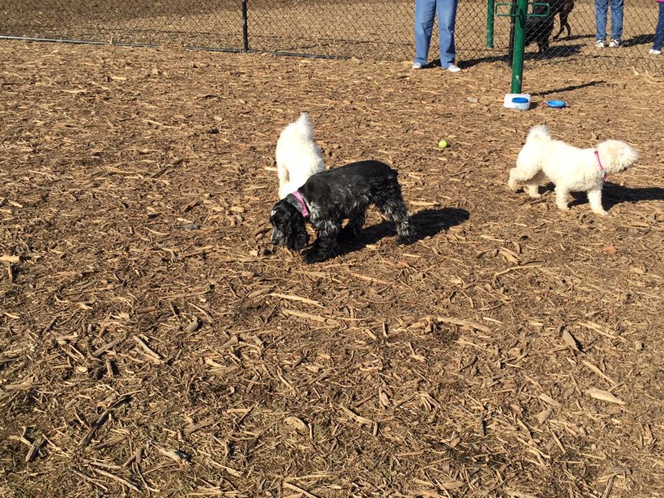 Off-Leash Dog Parks in Jim Thorpe, PA - BringFido